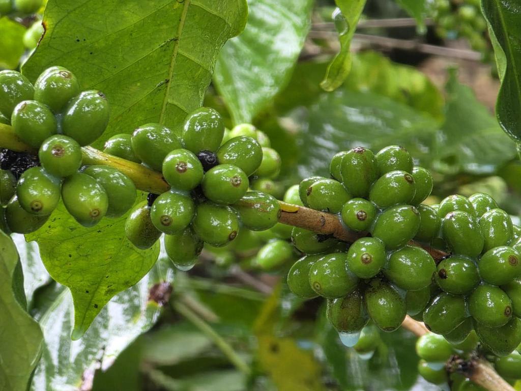 Φωτογραφία από το άλμπουμ του Nature chrips σε Somvārpet