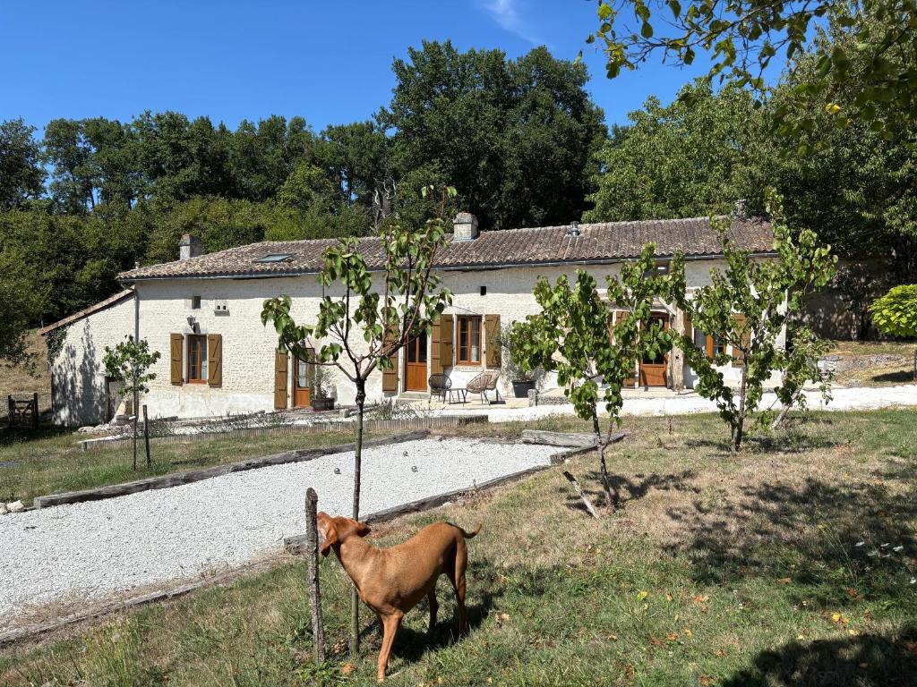 a dog standing in front of a house at Le Hibou -1 bed Gite in Porcheresse