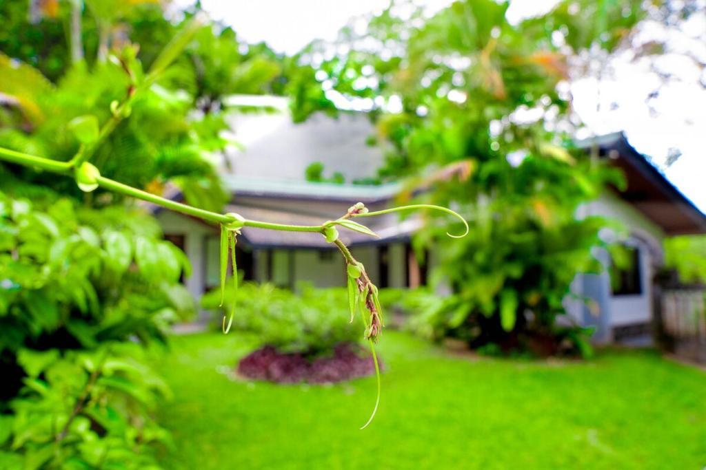 a close up of a plant in a yard at Rukmale Boutique Bungalow in Pannipitiya