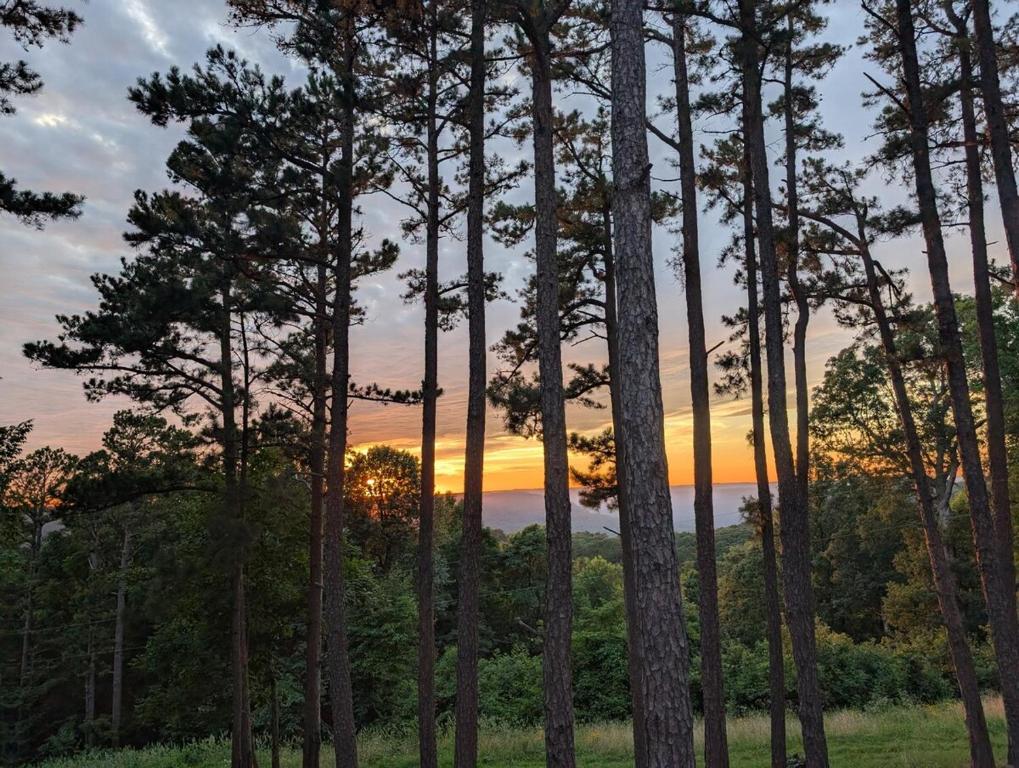 a group of trees with the sunset in the background at Cabin in the Woods at J and J's in Jasper