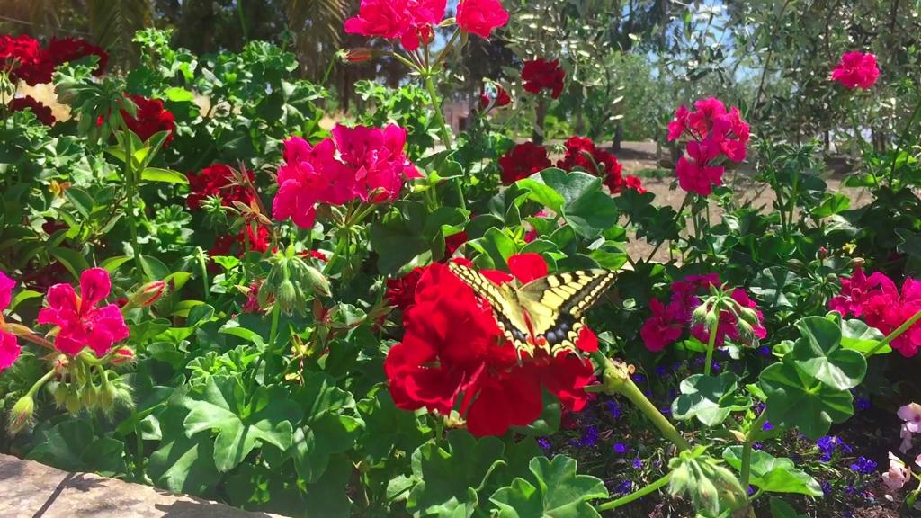 a butterfly sitting in a garden of red flowers at Villa Cenzina in Marina di Pisticci