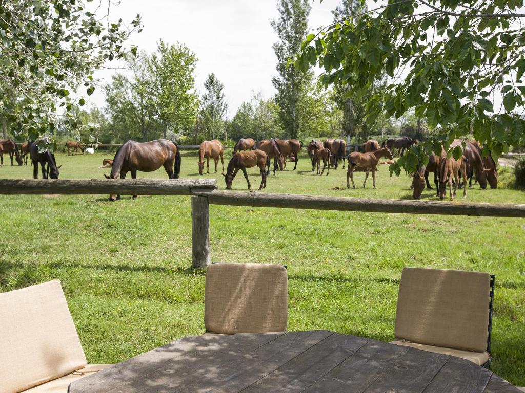 una manada de caballos pastando en un campo en Yeguada Senillosa - Turismo Rural, en Castelló d'Empúries