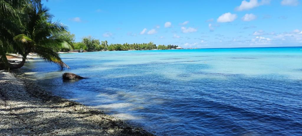 Fare Moana - photo 11 - Rangiroa, Polynésie