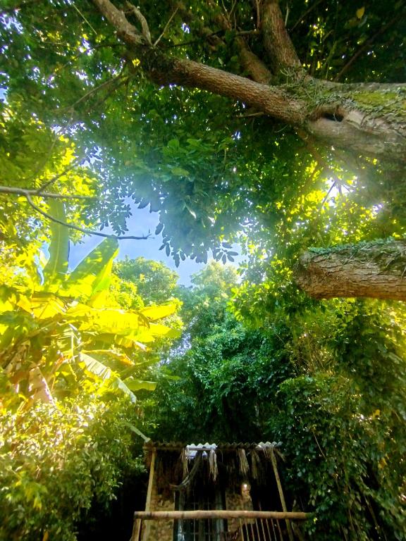 a view of a forest from under a tree at Filhas da Terra Jaguanum in Itacuruçá