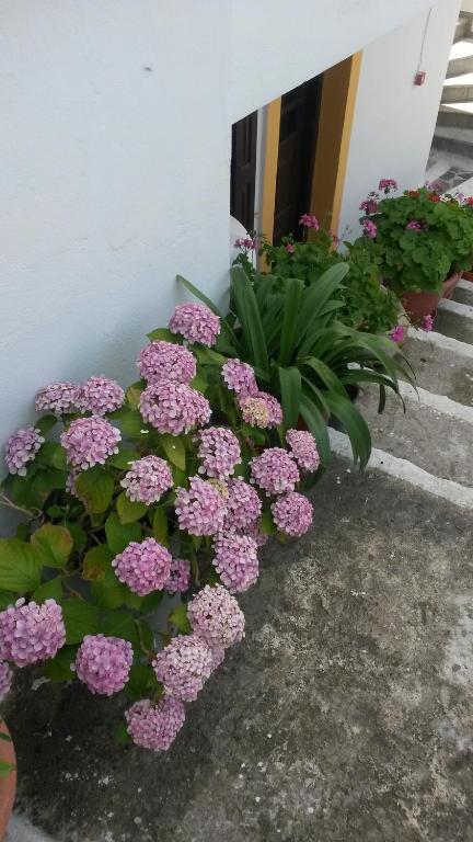 Foto dalla galleria di Green Hill Seaside Studios a Kokkari