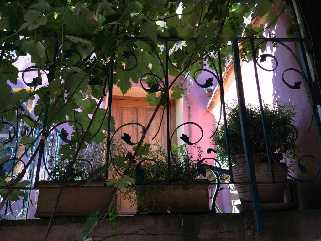 a window of a pink house with plants in it at Dominic Boutique Tamplarilor in Sighişoara