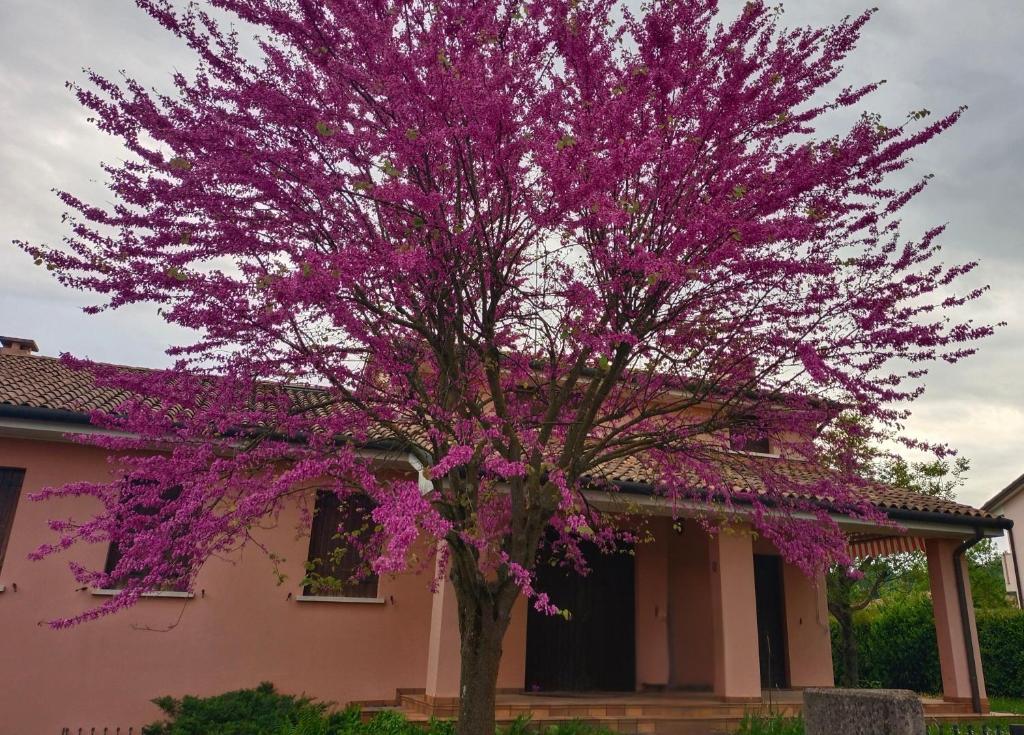 Taman di luar La taverna di Anna