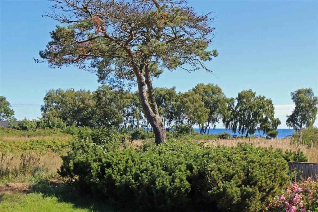 a tree in the middle of a field with bushes at 3656-Nexo-Olssonsvej-8 in Neksø