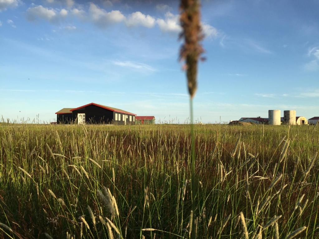 Lindartún的住宿－林達爾屯旅館，一片高大的草场,后面有谷仓