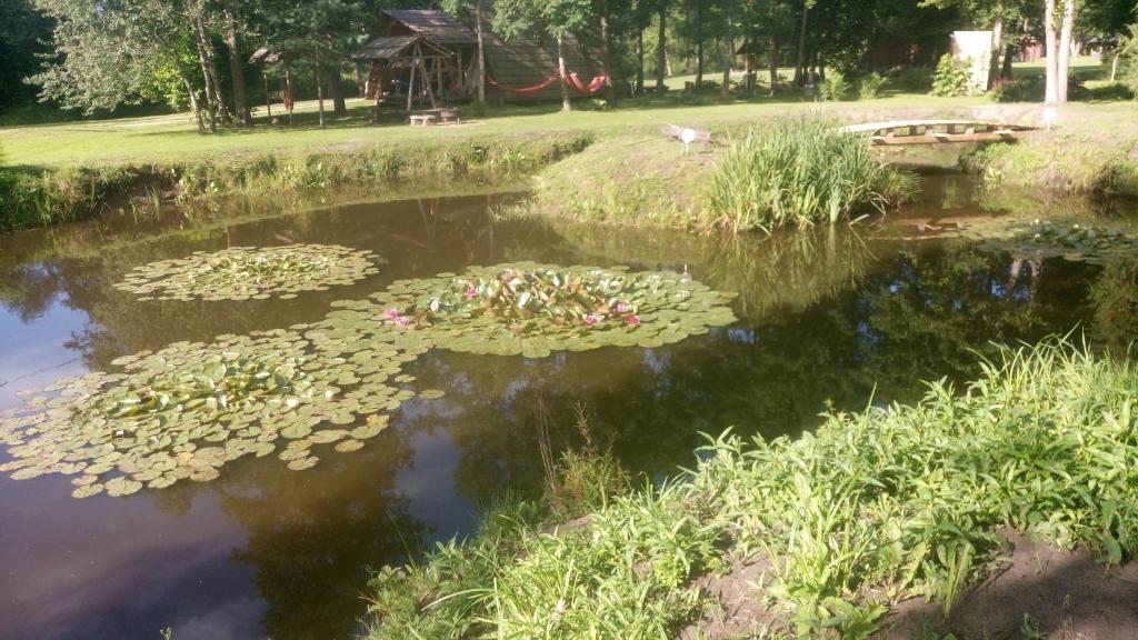 einen Teich voller Seerosenblätter in der Unterkunft Dižāpas in Usma