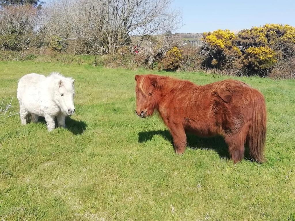 two horses standing in a field of grass at Windman Cottage - your tranquil home from home with beautiful garden in Gulval