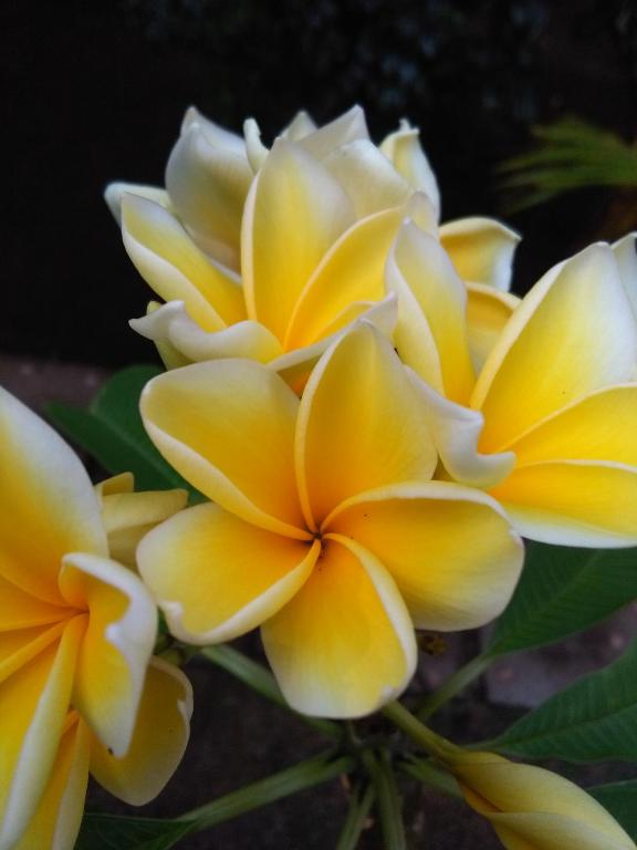 Lucy's Garden Hotel - 3