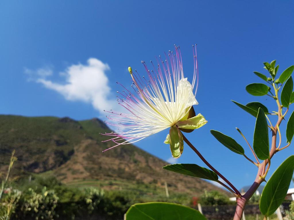 Gallery image of Casa del Nespolo in Malfa