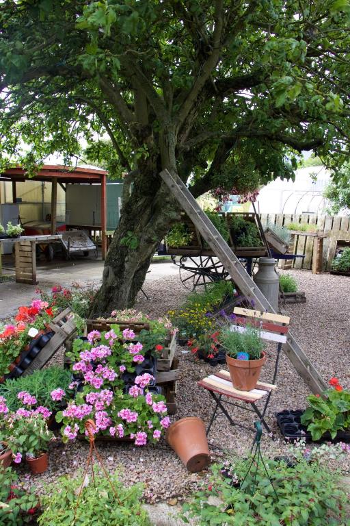 a garden with flowers and a tree and a bench at Pintail Apartment Bamburgh in Bamburgh