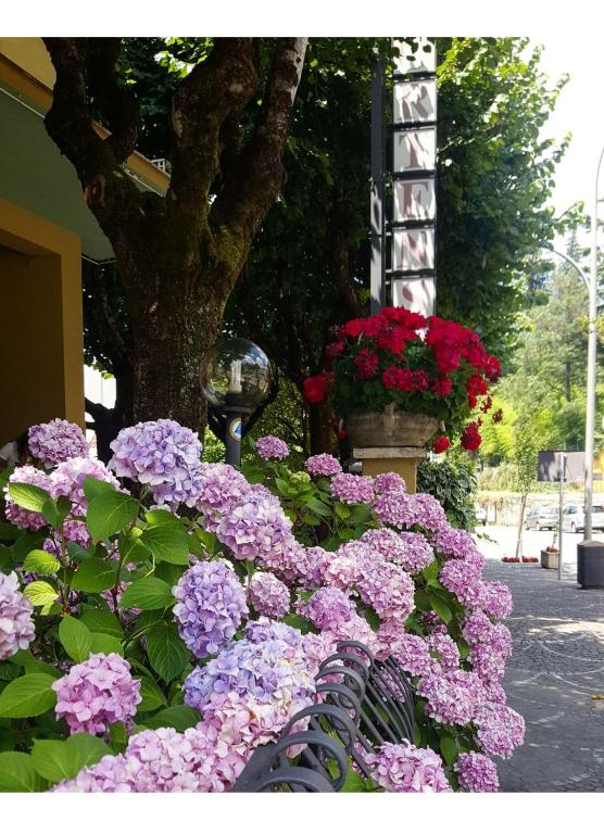 Zahrada ubytování Hotel Delle Ortensie