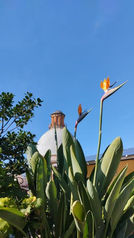 Magma Home - Rooms & Roof - 6