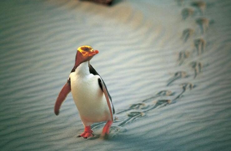 Architectural guest house in St Clair - Resim 32