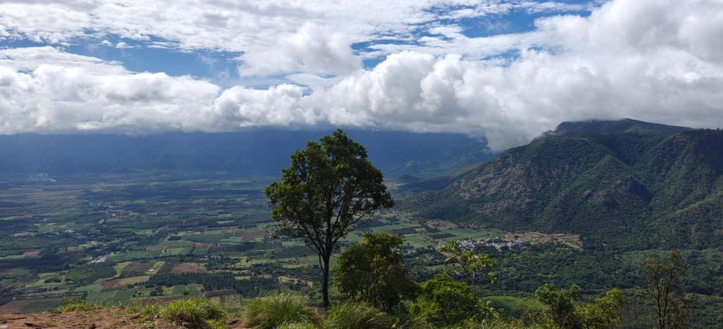 a tree sitting on top of a mountain at Misty Views Homestay in Thekkady