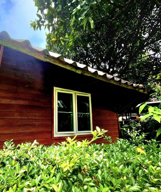 Jungle View Resort - 5