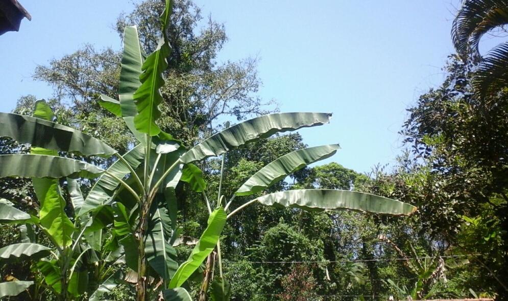  Chalés Bangalôs Itamambuca