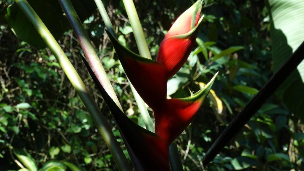  Chalés Bangalôs Itamambuca