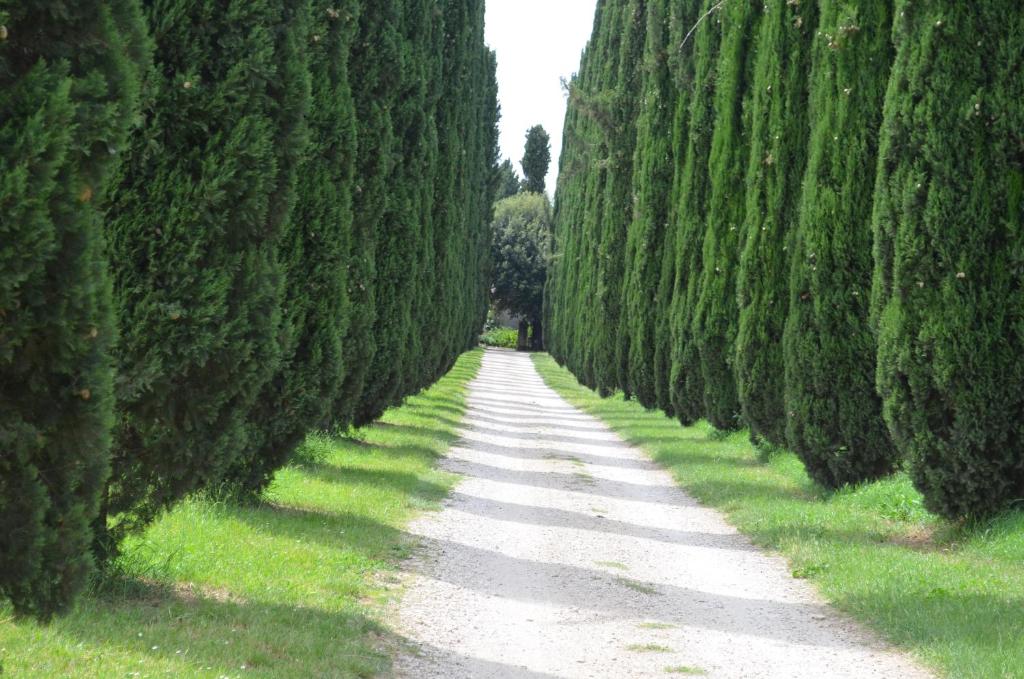 a road between two rows of trees at Casale Colleoni in Tivoli