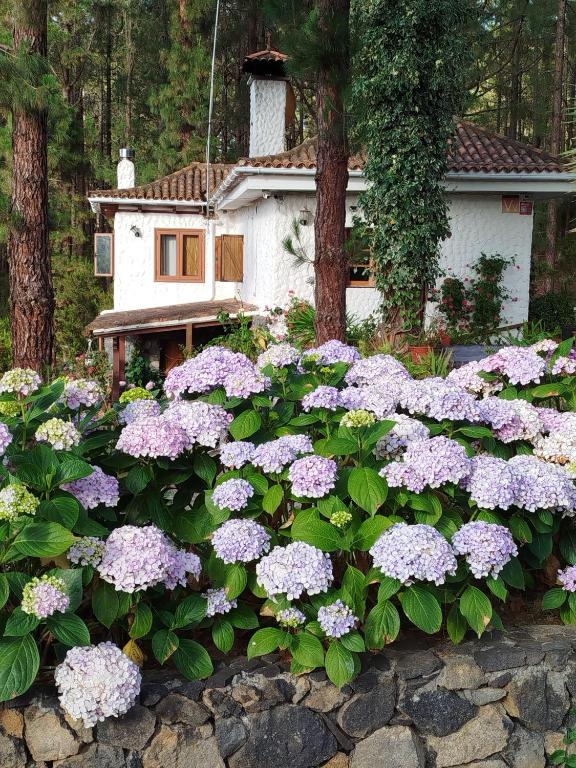 a bunch of purple flowers in front of a house at Floral garden house in Icod de los Vinos