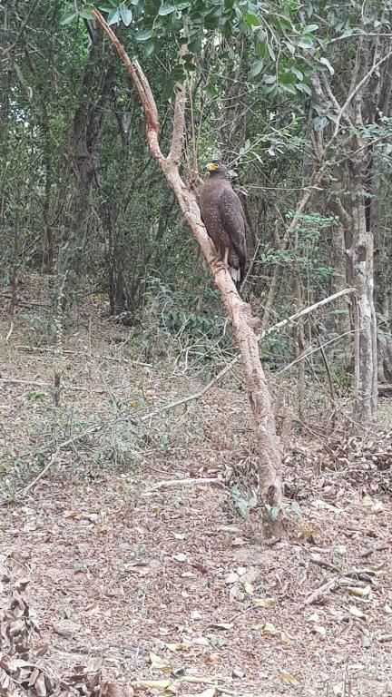 un oiseau assis au-dessus d'une branche d'arbre dans l'établissement Kumana safari, à Baie d'Arugam