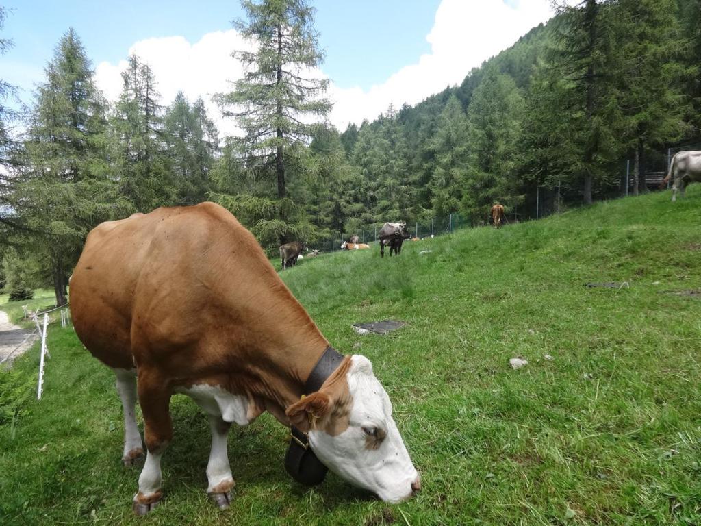 Zdjęcie z galerii obiektu Le Cappellette w mieście Moggio