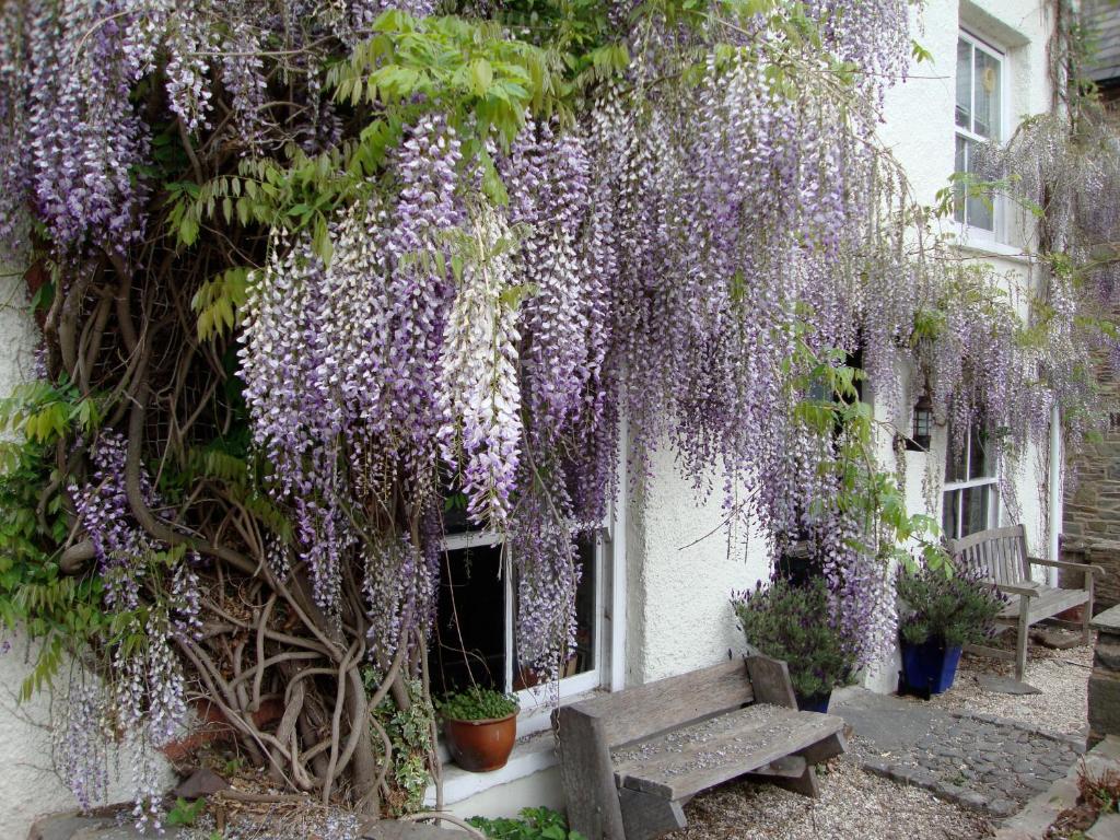 a wisteria hanging from a building with a bench at Half Moon House in Hay-on-Wye