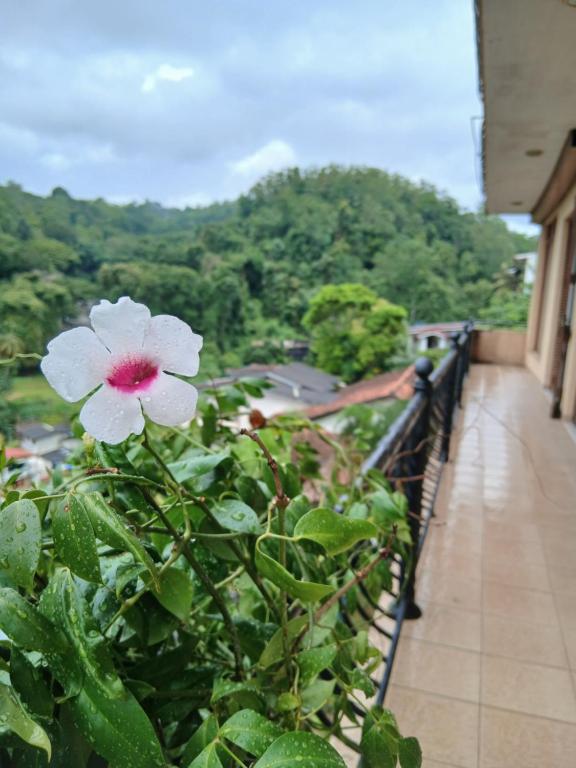 eine weiße Blume auf einem Balkon mit Aussicht in der Unterkunft A Wood's View Villa in Kandy