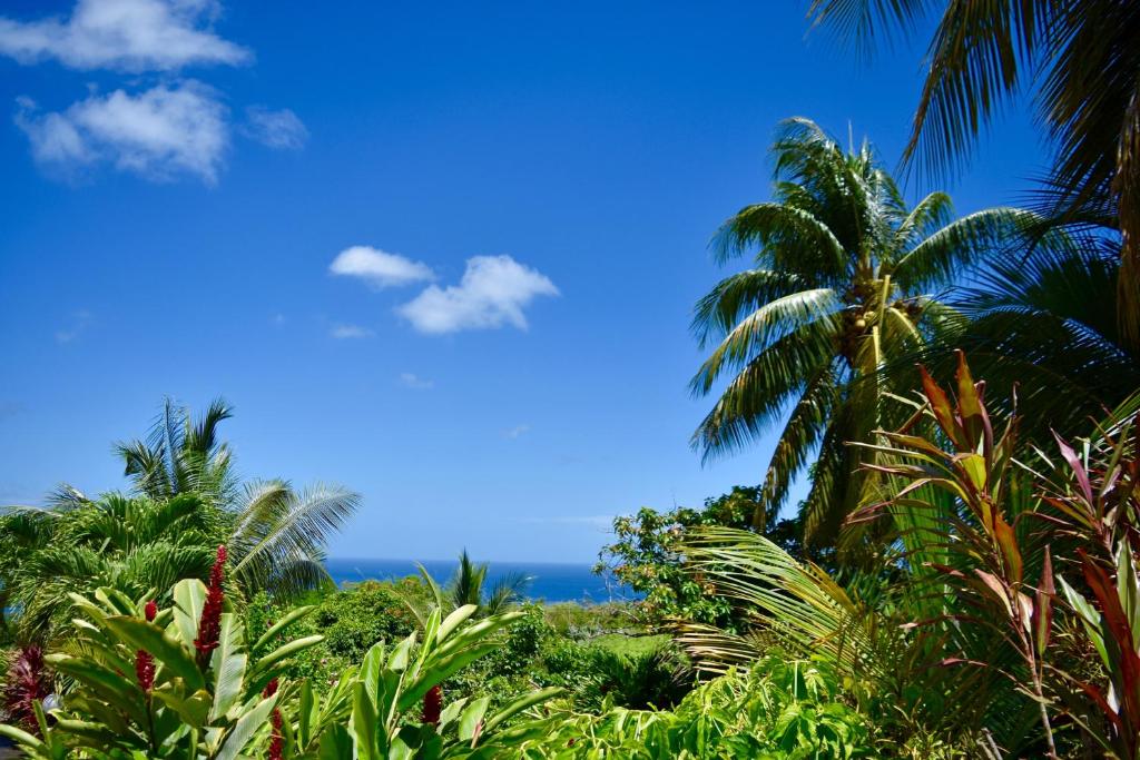 Résidence Paradis Tropical photo