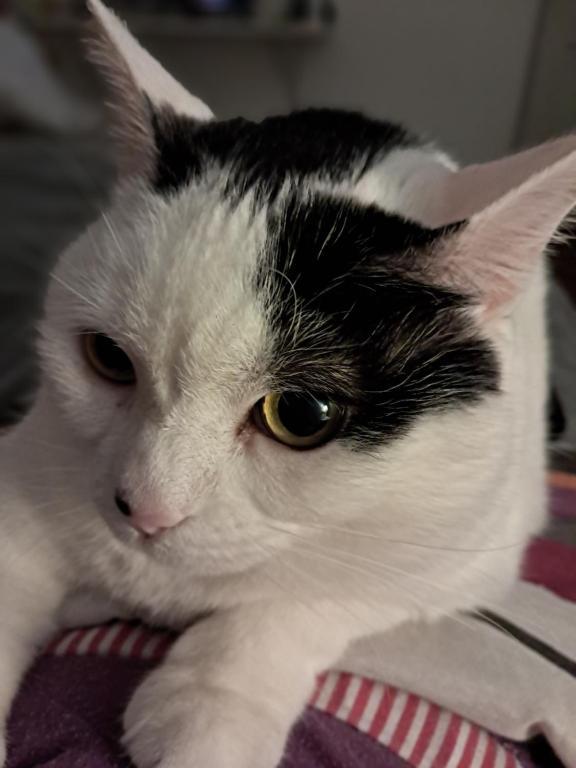 Afbeelding uit fotogalerij van Cálido apartamento a 8 cuadras del mar y a 3 de 18 Julio Estarán acompañados por una gatita que vive alli in Montevideo