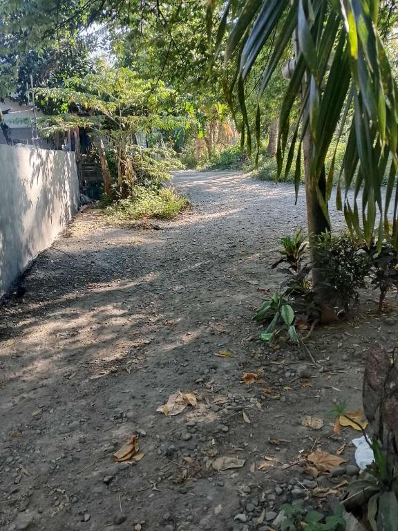 PantukanにあるCasa Bambúのヤシの木が横に並ぶ未舗装道路