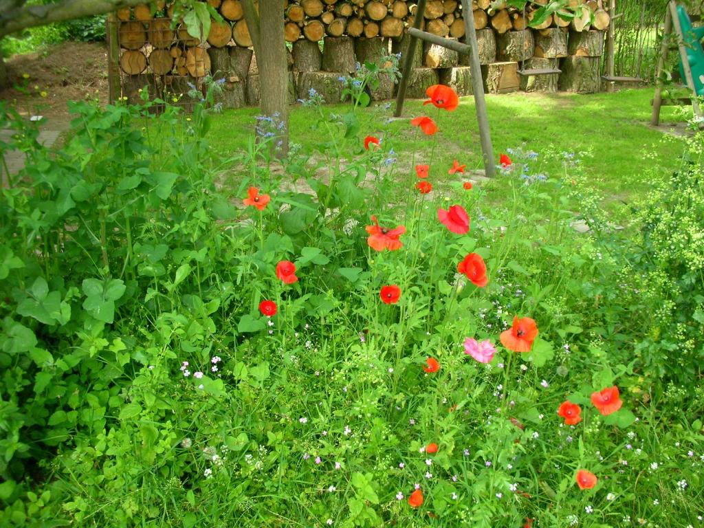 Un jardín fuera de La Chrysalide
