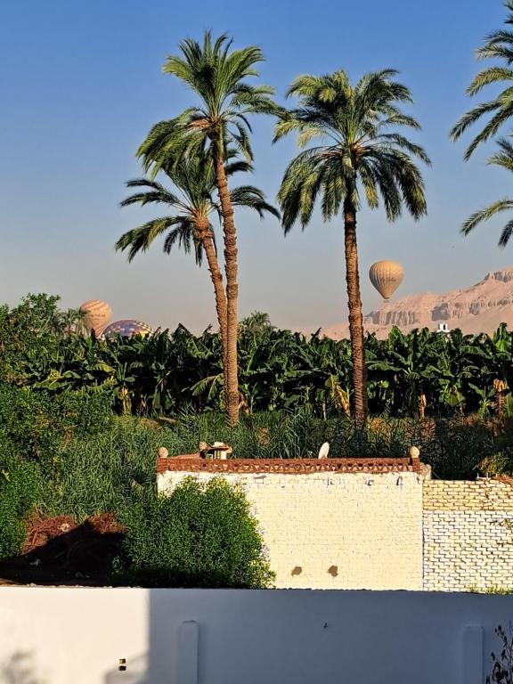 dos palmeras en un campo con palmeras en Christine Home, en Luxor