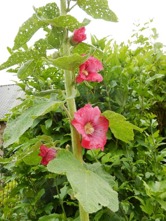 Un jardín fuera de La Chrysalide