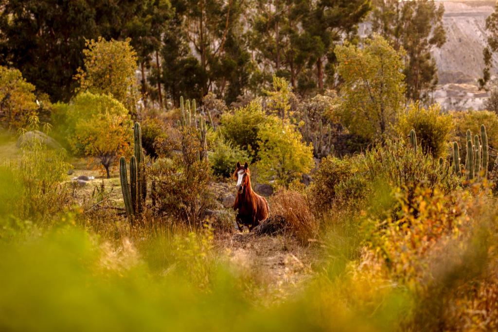 Las Casitas, A Belmond Hotel, Colca Canyon