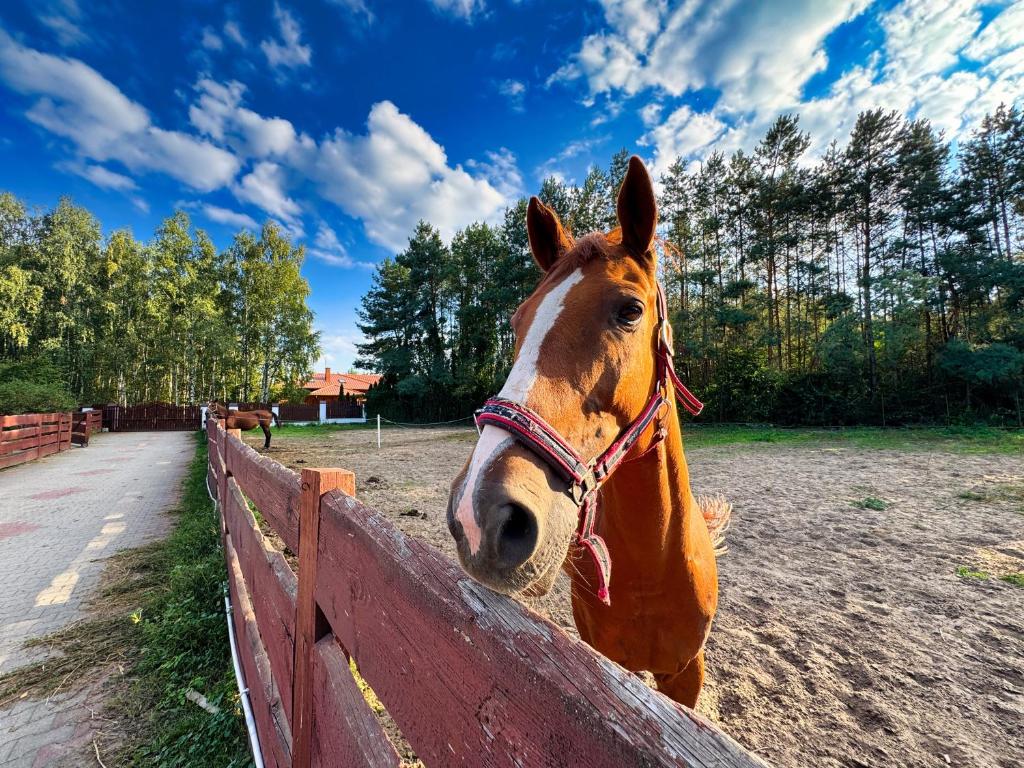 Άλλα ζώα σε αυτό το διαμέρισμα ή στη γύρω περιοχή