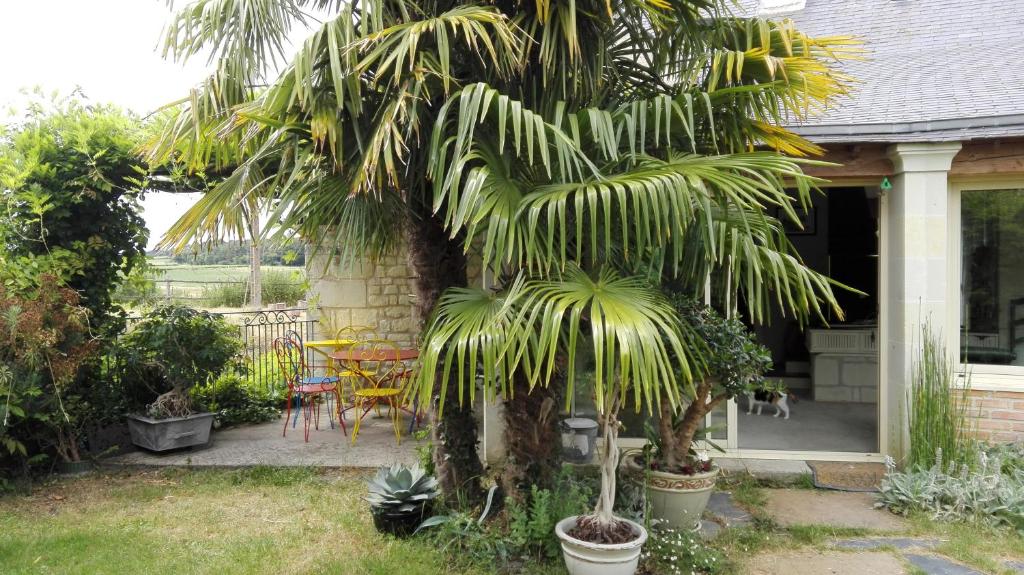 eine Palme in einem Hof neben einem Haus in der Unterkunft La Motelle N 5 in Les Ulmes