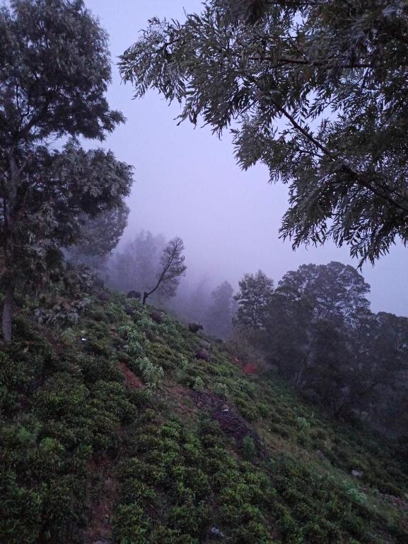 a misty hillside with trees on a fog covered hill at Ken valley homes & villa in Lovedale