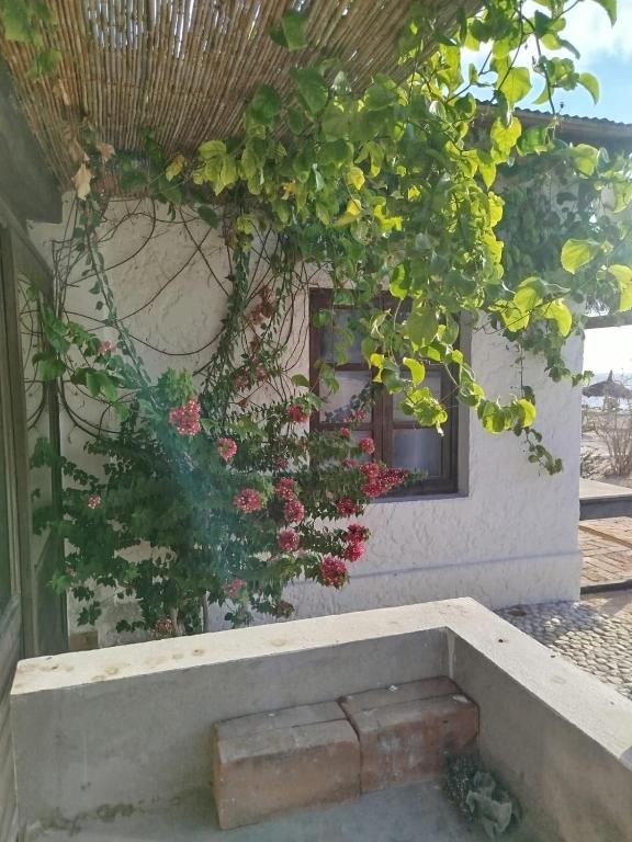 Ein paar Blumen wachsen auf einem Gebäude in der Unterkunft Villa meuble a louer Anakao in Anakao