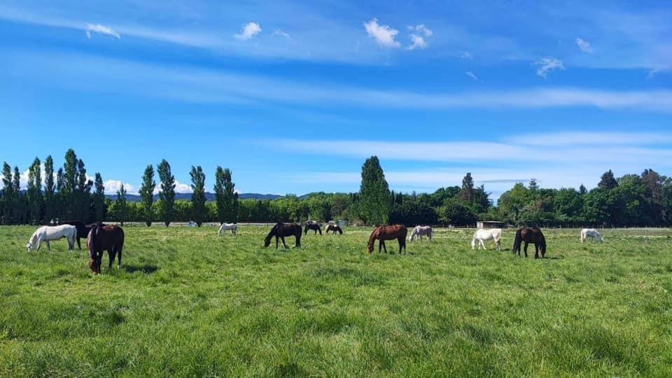 Animales en la casa o chalet o alrededores