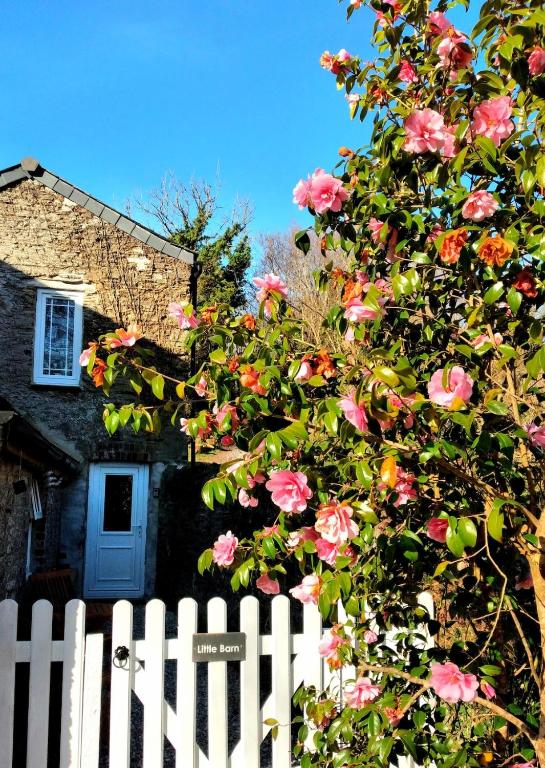 a white fence and a tree with pink roses at Cute Cornish Cottage in Saint Germans