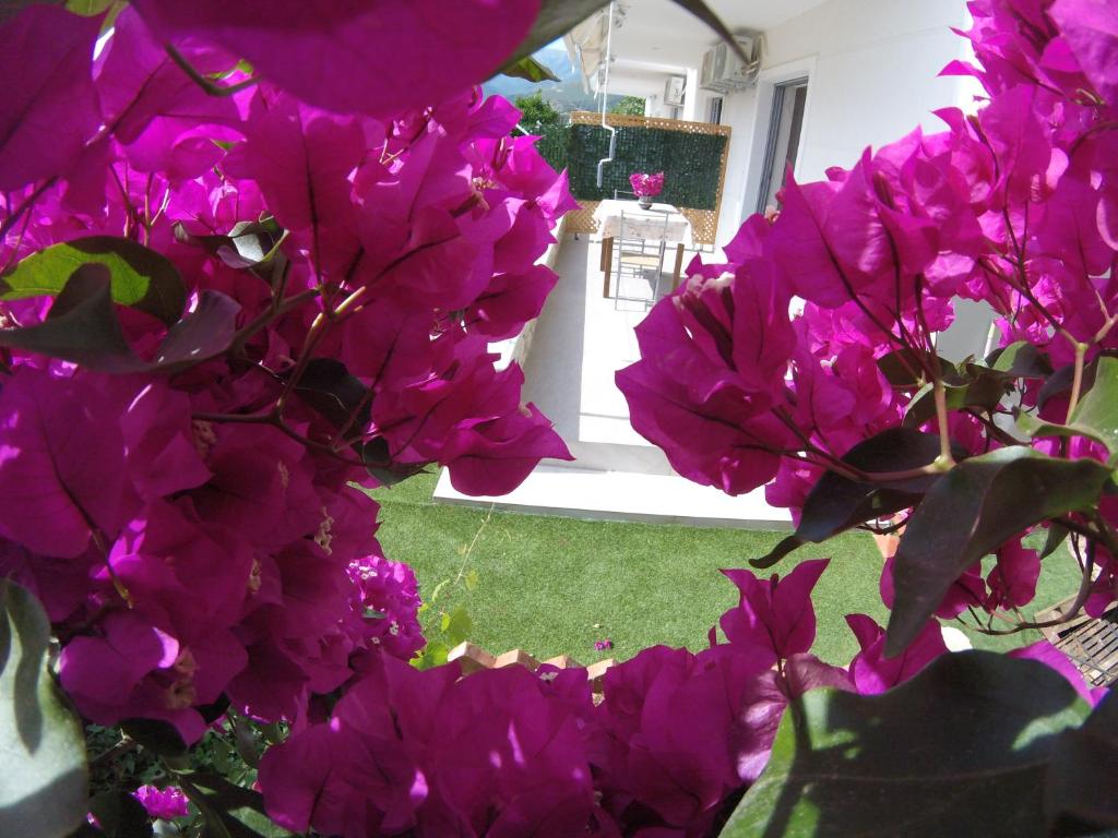 Zahrada ubytování Riviera Rooms
