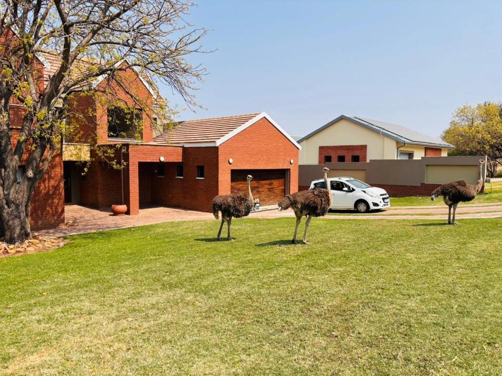 trois autruches debout dans l'herbe devant une maison dans l'établissement Euphoria Self Catering Home, à Naboomspruit