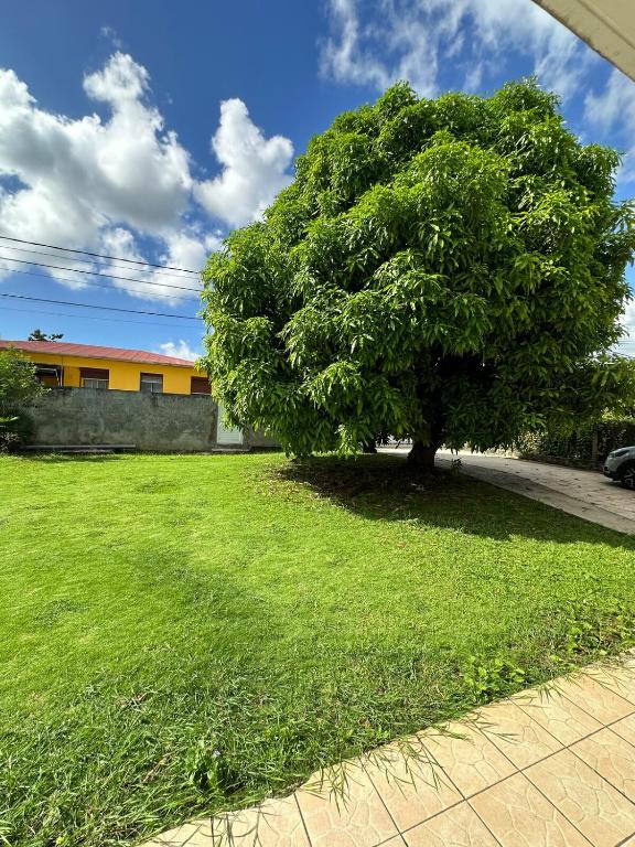 a tree in the middle of a green yard at Appt Cosy Belcourt in Baie-Mahault