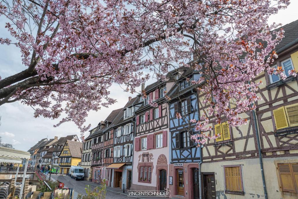 Plaisirs d'Alsace - Munster - Colmar - Route du vin – photo 22