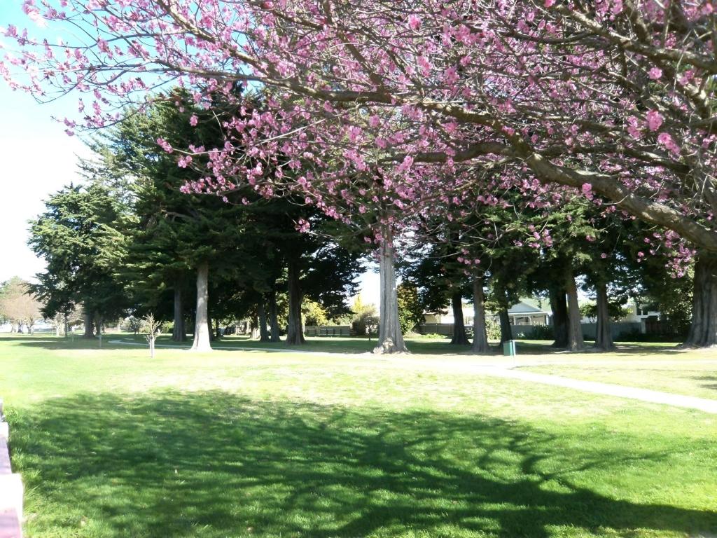 Napier Nest Motel - Resim 24