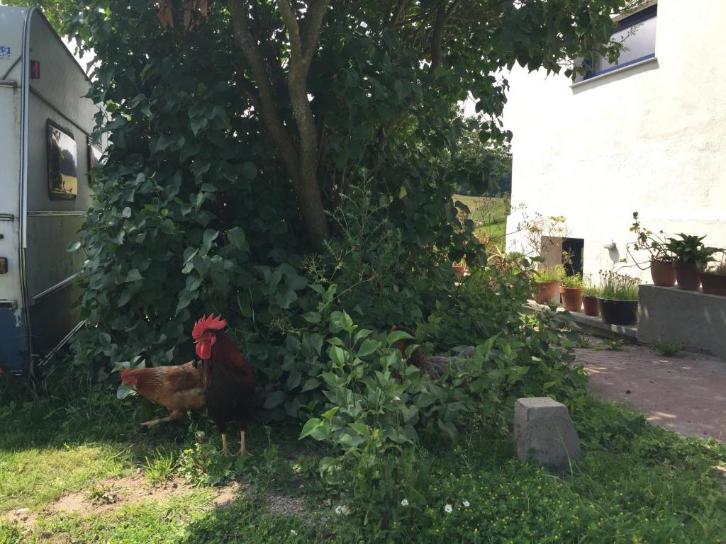 Zahrada ubytování Hof Uhleck am Königsstuhl